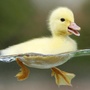 每日生活秘集公众号ico
