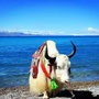 天湖纳木措公众号ico