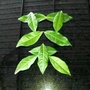 老班章普洱茶ico