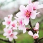 田园姚渡ico