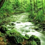 千岛湖森林氧吧ico