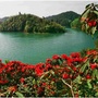 好花红ico