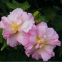 三月芙蓉ico