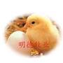 石家庄明德牧业有限公司ico