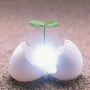 生命的光华ico