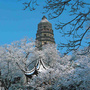 虎丘景区ico