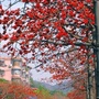 精彩横岗ico