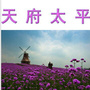 天府太平ico