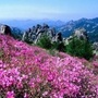 她崂山ico