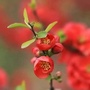 棠风水韵 花漾汤河ico