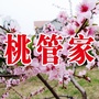焦庄桃园ico
