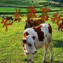 天水微畜牧公众号ico