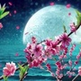 无尘桃花ico
