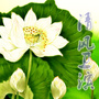 清风卫滨ico
