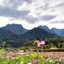 新罗江山ico