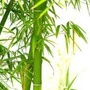 文竹文化ico