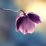 芜湖立德读书会ico