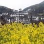 湾里洗药湖ico