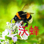 衡水熊蜂授粉ico