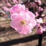 武清大孟庄ico