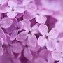夏老师小菜园公众号ico