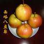 陇南西和西峪ico
