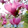 宛北名镇云阳ico