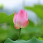 珠珊潭口公众号ico