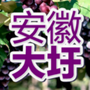 安徽大圩ico