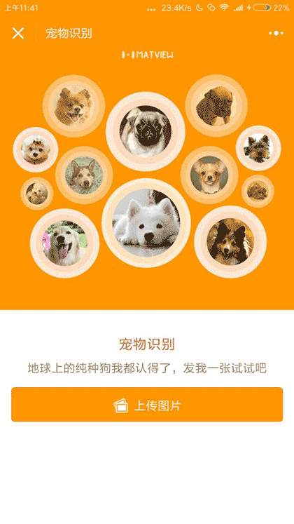 宠物识别截图2