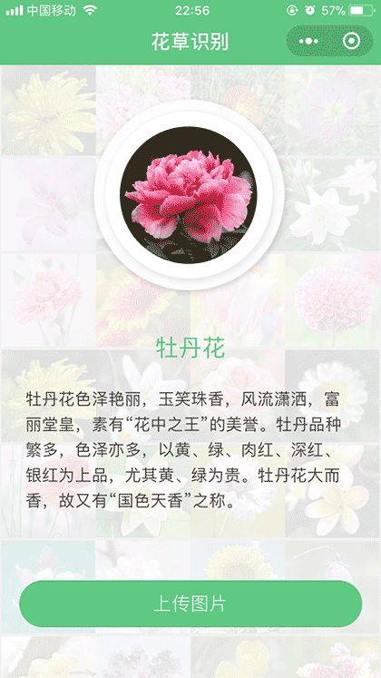花草识别截图3