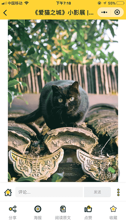 猫小镇Live截图2